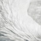 Loppa kutya-, macska fekhely