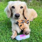 100% marha húsrolád 200 g, JR Pet Products