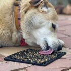 SodaPup® Emat Zombie