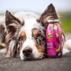 SmoothieDog - Nyúlhús smoothie kutyáknak 250 ml
