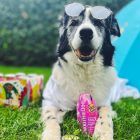 SmoothieDog - Nyúlhús smoothie kutyáknak 250 ml