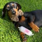 100% bárány húsrolád 200 g, JR Pet Products