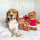 Soopa Dental Sticks - Gingerbread Biscuit