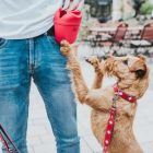 Szilikon Övtáska Lugo jutalomfalat tartó M antracit