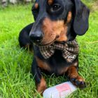 100% kacsa húsrolád 200 g, JR Pet Products