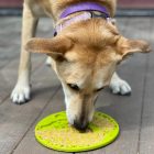 SodaPup® Emat Élet fája tapadókoronggal