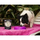 Food Studio vad jávorszarvas csontleves kutyáknak