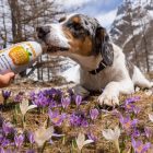 SmoothieDog - Immunerősítő smoothie marhahússal kutyáknak 250ml