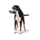 Tréning báb kötéllel